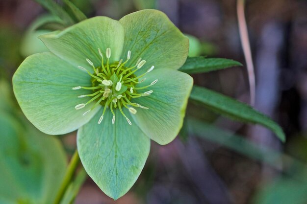 Close-up van een bloeiende plant