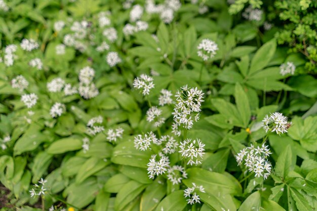 Foto close-up van een bloeiende plant