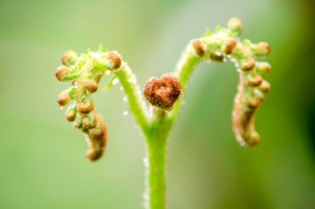 Foto close-up van een bloeiende plant