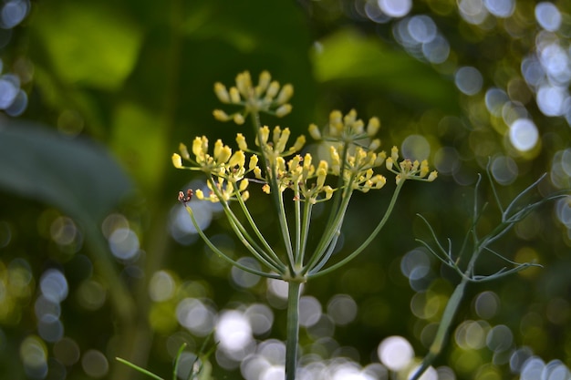 Close-up van een bloeiende plant