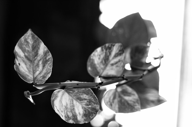 Foto close-up van een bloeiende plant