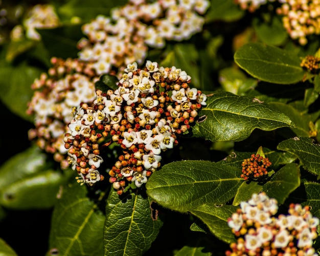 Foto close-up van een bloeiende plant