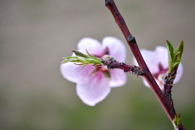 Close-up van een bloeiende plant