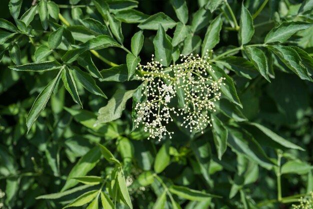 Close-up van een bloeiende plant