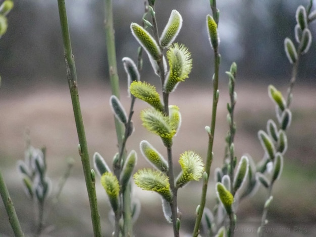 Close-up van een bloeiende plant