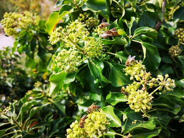 Foto close-up van een bloeiende plant