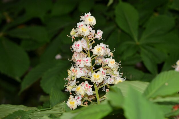 Foto close-up van een bloeiende plant