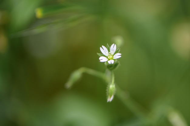 Close-up van een bloeiende plant