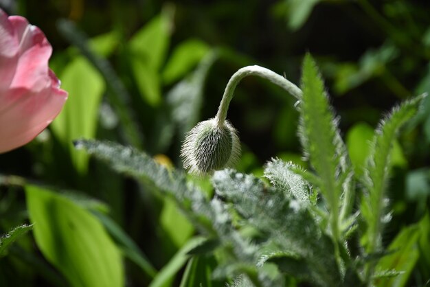 Foto close-up van een bloeiende plant