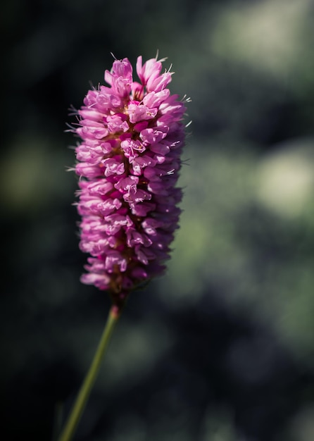 Close-up van een bloeiende plant