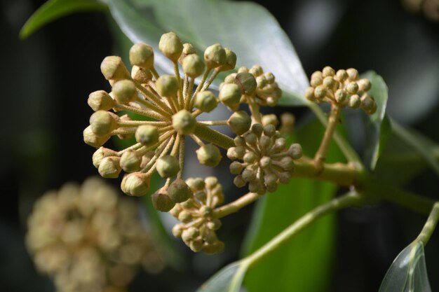 Foto close-up van een bloeiende plant