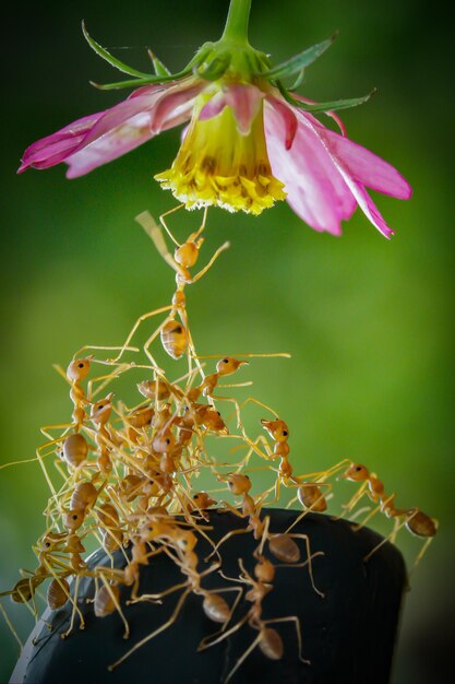 Foto close-up van een bloeiende plant