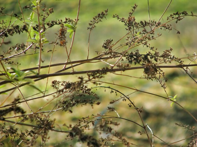 Foto close-up van een bloeiende plant