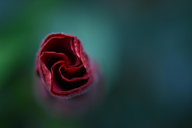 Foto close-up van een bloeiende roos buiten