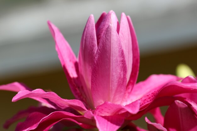 close-up van een bloeiende roze lelieknop in zonlicht