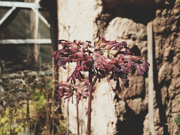 Foto close-up van een bloem bij de muur