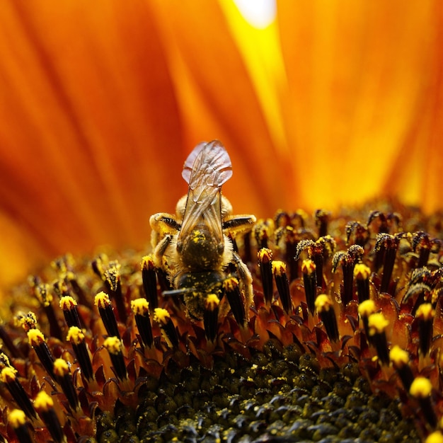 Foto close-up van een bloem die door bijen wordt bestuifd