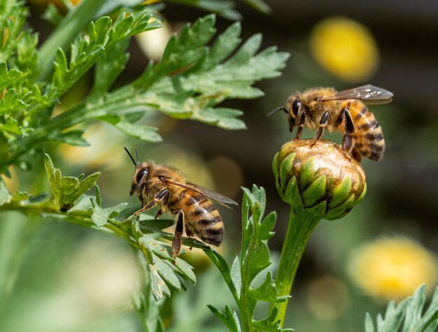 Close-up van een bloem die door bijen wordt bestuifd