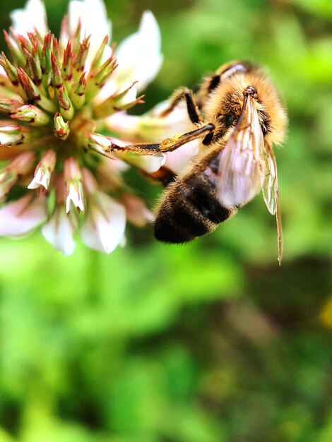 Close-up van een bloem die door bijen wordt bestuifd