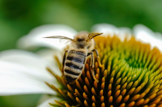 Close-up van een bloem die door bijen wordt bestuifd