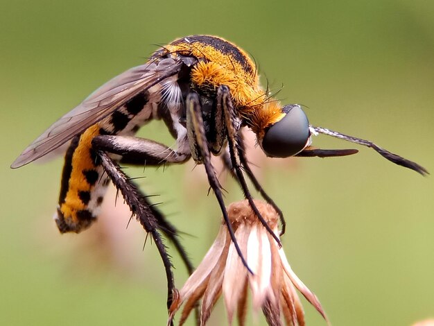 Foto close-up van een bloem die door bijen wordt bevrucht