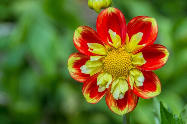 Foto close-up van een bloem die in de open lucht groeit