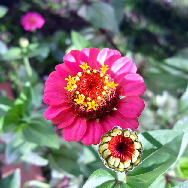 Foto close-up van een bloem die in de open lucht groeit