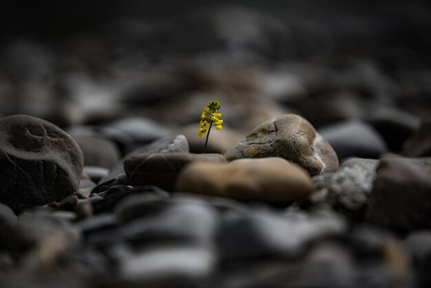 Foto close-up van een bloem die op de rots groeit