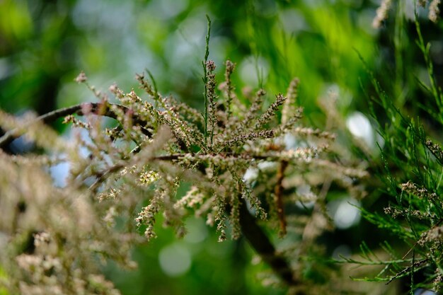 Foto close-up van een bloem die op een boom groeit