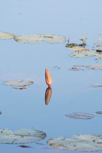 Close-up van een bloem die op het meer drijft