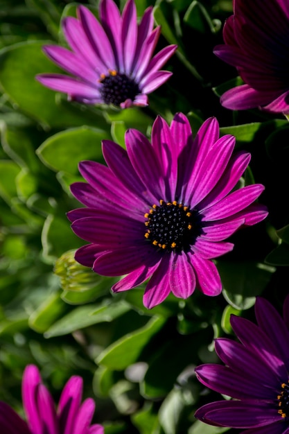 close-up van een bloem Dimorphotheca ecklonis