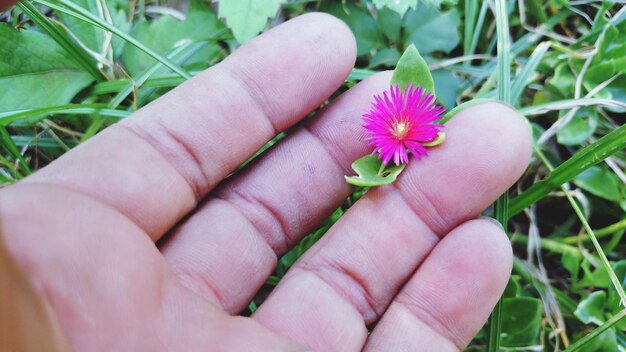 Foto close-up van een bloem in de hand