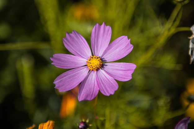 Close-up van een bloem kosmeya lila kleur op een onscherpe achtergrond. de schoonheid van een bloeiende plant