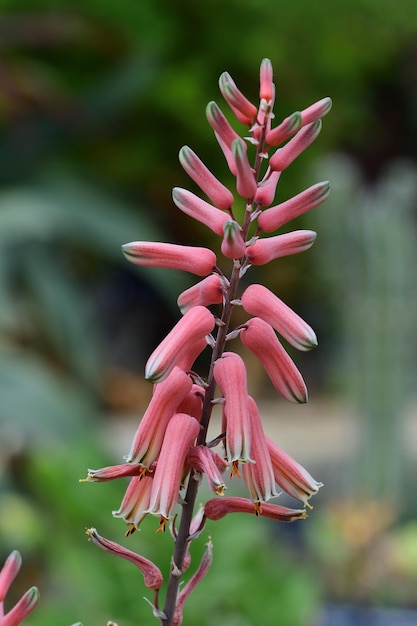 Foto close-up van een bloem op een aloë jucunda plant