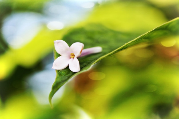 Close-up van een bloem op een blad