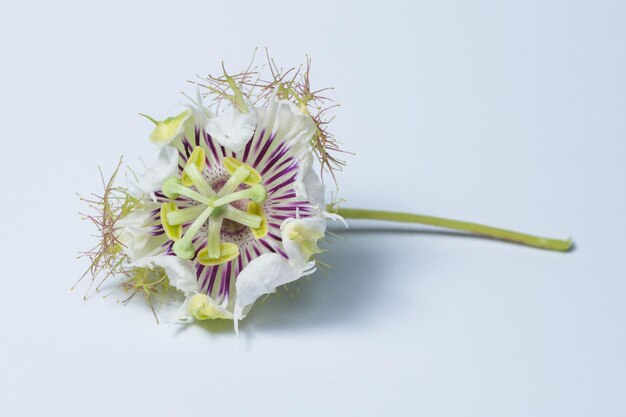 Foto close-up van een bloem op een witte achtergrond