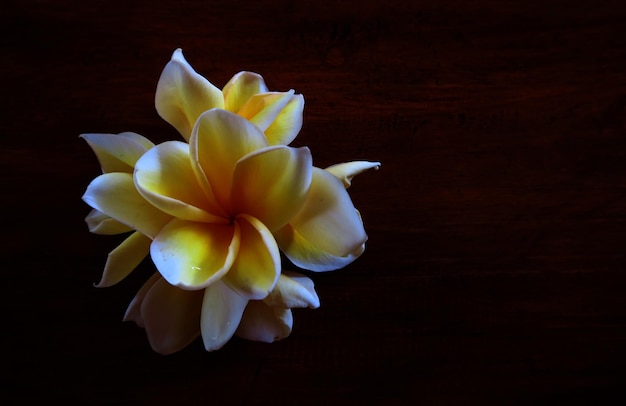 Foto close-up van een bloem op een zwarte achtergrond