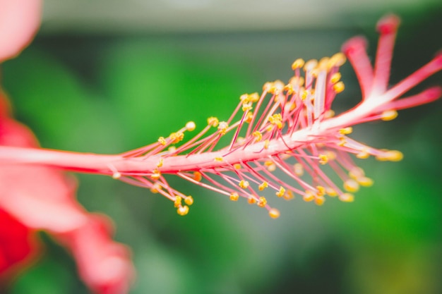 Foto close-up van een bloem tegen een wazige achtergrond.