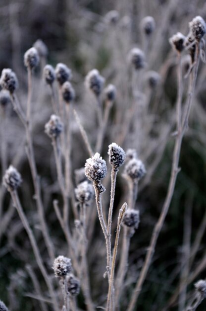 Foto close-up van een bloem tegen een wazige achtergrond