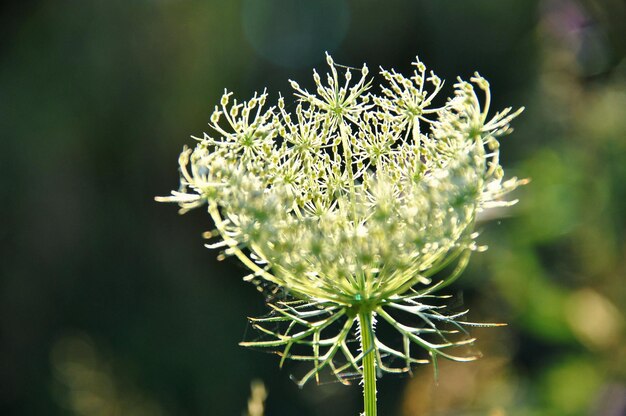 Close-up van een bloem tegen een wazige achtergrond