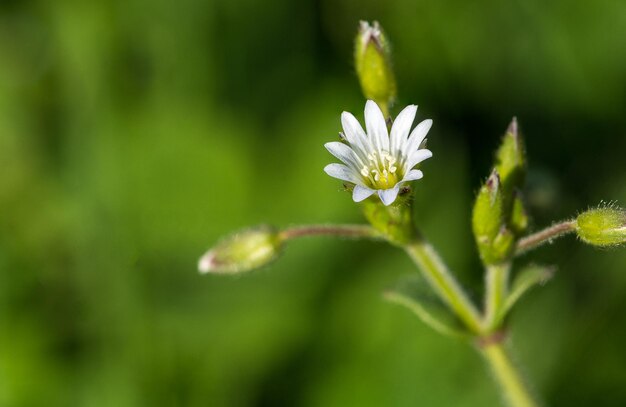 Close-up van een bloem tegen een wazige achtergrond