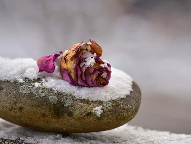 Foto close-up van een bloem tegen een wazige achtergrond