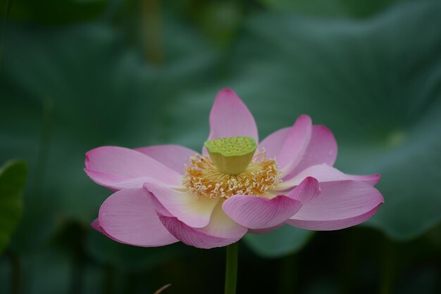 Foto close-up van een bloem tegen een wazige achtergrond