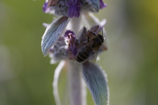 Foto close-up van een bloem tegen een wazige achtergrond