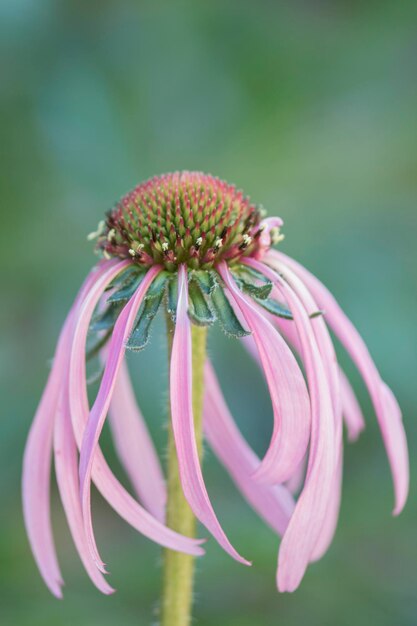 Foto close-up van een bloem tegen een wazige achtergrond