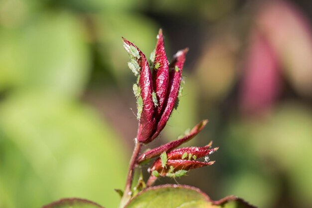 Foto close-up van een bloem tegen een wazige achtergrond