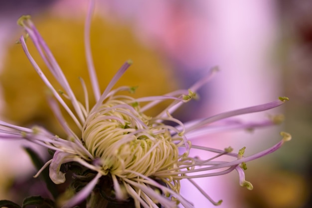 Foto close-up van een bloem tegen een wazige achtergrond