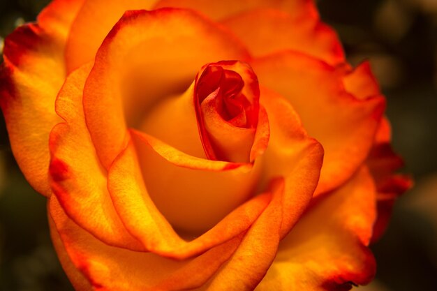 Foto close-up van een bloem tegen een wazige achtergrond