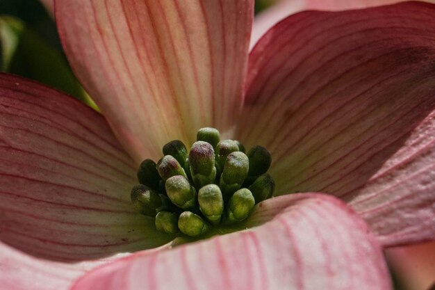 Close-up van een bloem tegen een wazige achtergrond