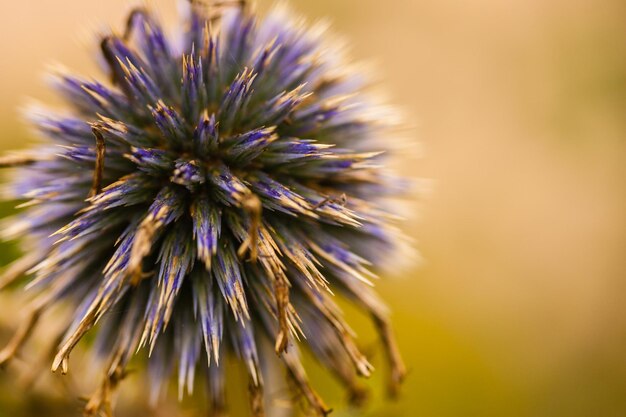 Foto close-up van een bloem tegen een wazige achtergrond